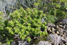 vignette Hibbertia trachyphylla