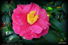 vignette Camélia , camellia japonica  semis de ' Gloire de Nantes '