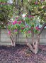 vignette Rhododendron arboreum cole 4 moulins  Brest