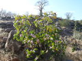vignette Adenium boehmianum, Namibie
