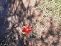 vignette Hibiscus elliottiae, Namibie