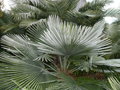 vignette Trachycarpus princeps, mon jardin