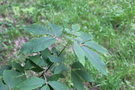 vignette Acer maximowiczanum / Sapindaceae / Chine, Japon