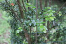 vignette Amomyrtus meli / Myrtaceae / Chili
