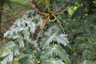 vignette Mahonia acanthifolia / Berberidaceae / Npal
