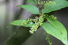 vignette Perrottetia racemosa / Dipentodontaceae / Sud de la Chine