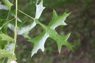 vignette Quercus buckleyi / Fagaceae / Texas, Oklohoma