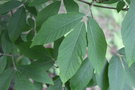 vignette Acer maximowiczanum / Sapindaceae / Chine, Japon