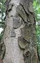 vignette Quercus leucotrichophora