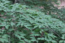 vignette Carpinus laxiflora / Betulaceae / Chine, Japon