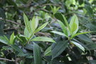 vignette Ilex insignis / Aquifoliaceae / Bhoutan, Sikkim