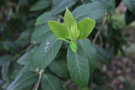 vignette Ilex insignis / Aquifoliaceae / Bhoutan, Sikkim
