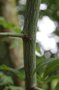 vignette Acer flabellatum / Sapindaceae / Chine