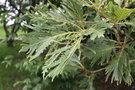 vignette Quercus dentata 'Pinnatifida'