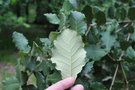 vignette Quercus rugosa / Fagaceae / Texas, Mexique, Guatmala