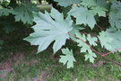 vignette Acer macrophyllum