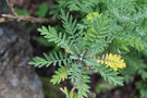 vignette Hugueninia tanacetifolia ssp. suffruticosa / Brassicaceae / Pyrnes & Monts Cantabriques