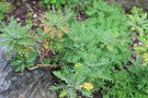 vignette Hugueninia tanacetifolia ssp. suffruticosa / Brassicaceae / Pyrnes & Monts Cantabriques