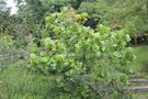 vignette Greyia sutherlandii / Melianthaceae / Afrique du Sud