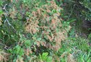 vignette Quercus monimotricha / Fagaceae / Myanmar, Chine mridionale