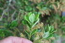 vignette Quercus monimotricha / Fagaceae / Myanmar, Chine mridionale