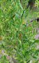 vignette Beyeria viscosa / Euphorbiaceae / Australie