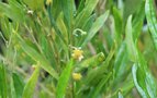 vignette Beyeria viscosa / Euphorbiaceae / Australie