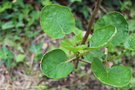 vignette Greyia flanaganii / Melianthaceae / Afrique du Sud
