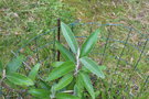 vignette Buddleja stachyoides / Buddlejaceae / Afrique du Sud
