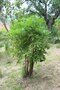 vignette Cussonia spicata / Araliaceae / Afrique du Sud