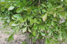 vignette Cussonia spicata / Araliaceae / Afrique du Sud