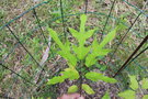 vignette Schefflera trevesioides / Araliaceae / Vietnam