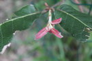 vignette Quercus x dysophylla