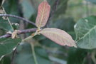 vignette Quercus x dysophylla