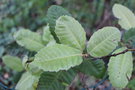 vignette Notholithocarpus densiflorus