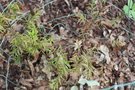 vignette Austromyrtus tenuifolius / Myrtaceae / Australie