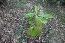 vignette Cinnamomum bejolghota / Lauraceae / Inde