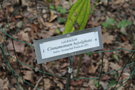 vignette Cinnamomum bejolghota / Lauraceae / Inde