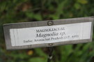 vignette Magnolia sp.