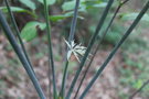 vignette Heptapleurum hypoleucoides / Araliaceae / Vietnam