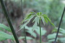 vignette Heptapleurum hypoleucoides / Araliaceae / Vietnam