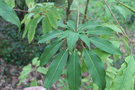 vignette Heptapleurum kornasii / Araliaceae / Vietnam