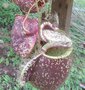 vignette Nepenthes sp