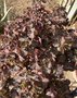 vignette Pelargonium hortorum cv