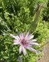 vignette Tragopogon porrifolius - Salsifis cultiv