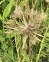 vignette Tragopogon porrifolius - Salsifis cultiv