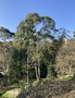 vignette Eucalyptus sp
