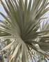 vignette Bismarckia nobilis - Palmier de Bismarck