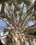 vignette Bismarckia nobilis - Palmier de Bismarck