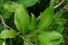 vignette Atractocarpus artensis
